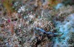 Helcogramma