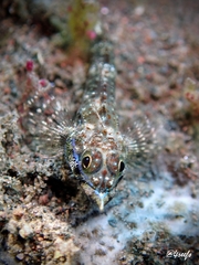 Helcogramma