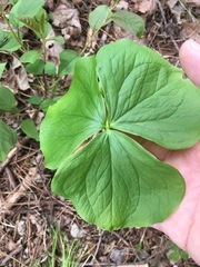 Trillium