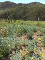 Astragalus brauntonii