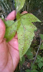 Tectaria heracleifolia