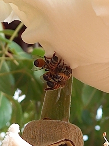 Western Honey Bee