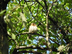 Glaucidium sanchezi