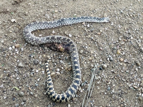 Bullsnake