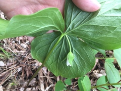 Trillium