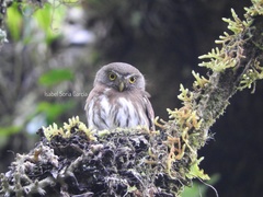 Glaucidium sanchezi