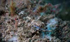 Helcogramma