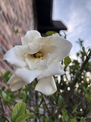 Gardenia jasminoides