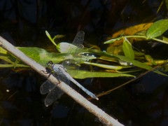 Erythemis simplicicollis image