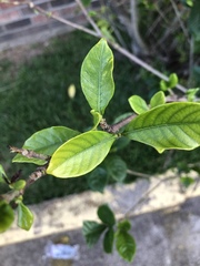 Gardenia jasminoides
