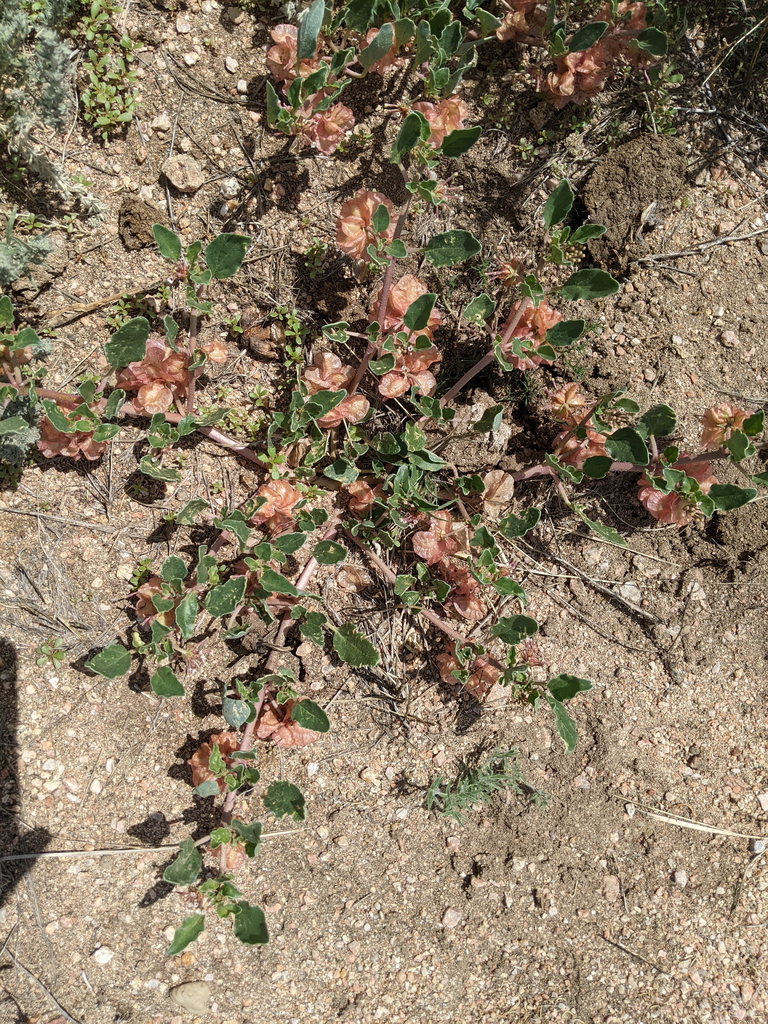 small-flowered-sand-verbena-from-saguache-colorado-united-states-on