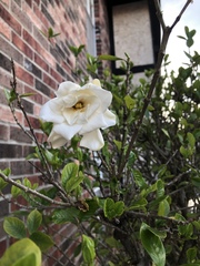 Gardenia jasminoides