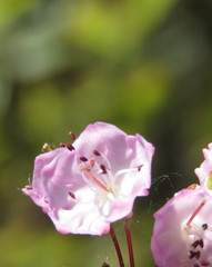 Kalmia polifolia