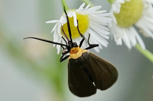Yellow-collared scape moth