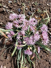 Allium anceps