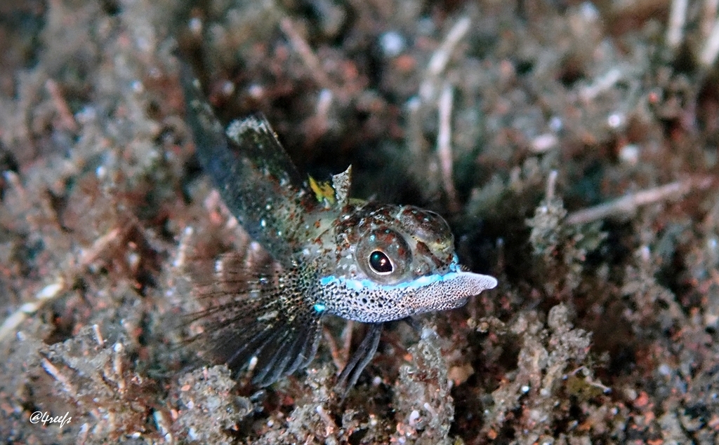 Black-Rhino Triplefin