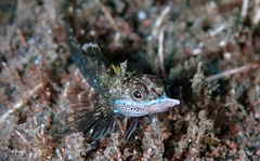 Helcogramma