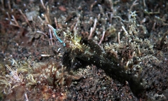 Helcogramma