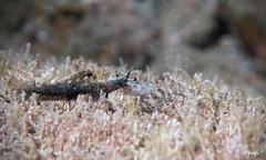 Helcogramma