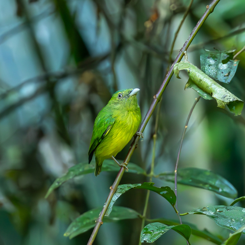 Opal-crowned Manakin