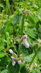 Stachys ajugoides
