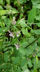 Stachys ajugoides