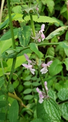 Stachys ajugoides
