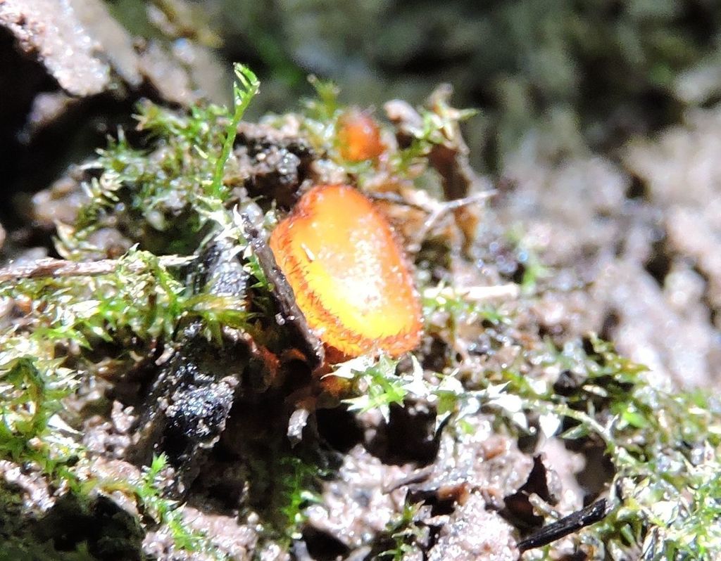 Scutellinia umbrorum