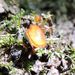Scutellinia umbrorum - Photo (c) cwwood,  זכויות יוצרים חלקיות (CC BY-SA), uploaded by cwwood