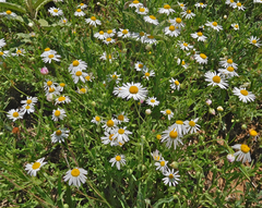 Aphanostephus riddellii