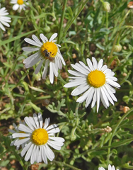 Aphanostephus riddellii