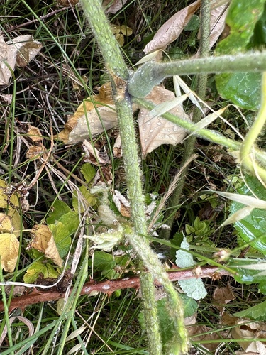 ხვართქლასებრნი (Convolvulaceae)