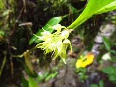 Pleurothallis ruscifolia