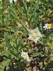 Chamaesaracha coronopus