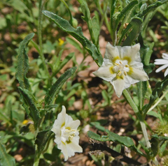 Chamaesaracha coronopus