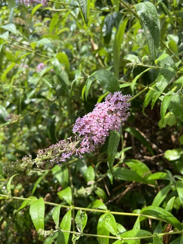 budleja Dávidova (Buddleja davidii)