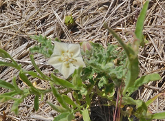 Chamaesaracha coniodes