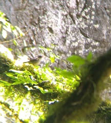 Catharus mexicanus