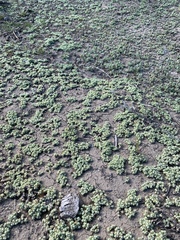 Psilocarphus tenellus