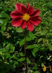 Dahlia coccinea