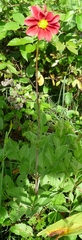 Dahlia coccinea