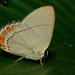 Pelolasia pellonia - Photo (c) Andrew Neild，保留部份權利CC BY-NC-ND