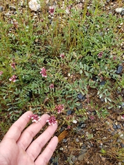 Hosackia stipularis ottleyi