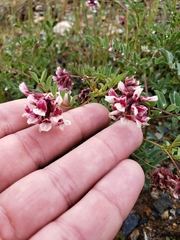 Hosackia stipularis ottleyi