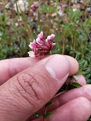 Hosackia stipularis ottleyi