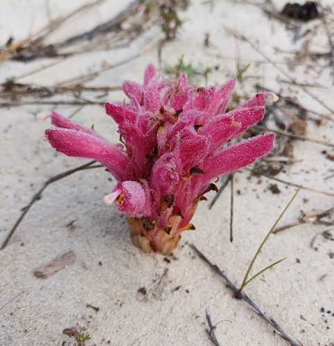 Beach Catsnails (Hyobanche thinophila)
