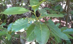 Chiococca pachyphylla