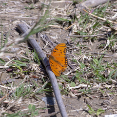 Dione vanillae maculosa