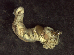 Pectinariidae