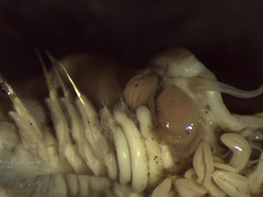 Pectinariidae